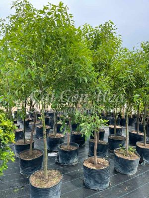 Cây Long Não Trồng Sân Vườn