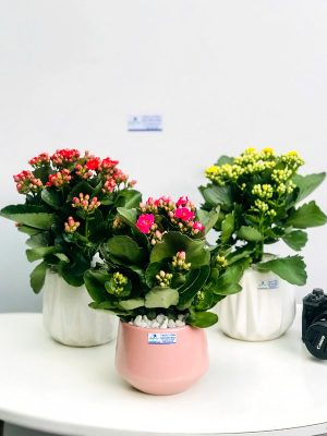 Chậu Hoa Sống Đời Kép