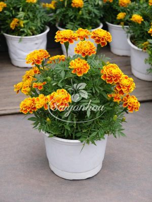 Hoa Cúc Vạn Thọ Pháp