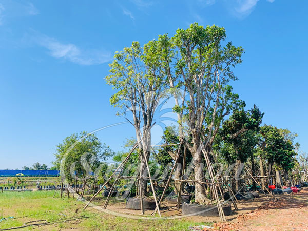 Vườn Cây Xanh Hoa Kiểng Sài Gòn Hoa Tại Sadec