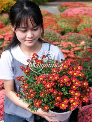 Chậu Hoa Cúc Pico