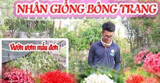 Các Cách Nhân Giống Cây Bông Trang • Sài Gòn Hoa 2023