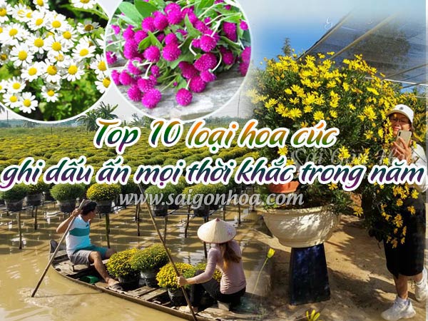 Top 10 Loại Hoa Cúc Ghi Dấu Ấn Mọi Thời Khắc Trong Năm
