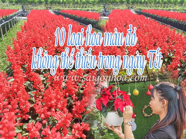 10 loại hoa màu đỏ trong ngày Tết không thể thiếu • Sài Gòn Hoa 2023
