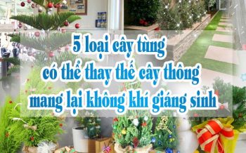 5 Loai Cay Tung Thay The Cay Thong Noel