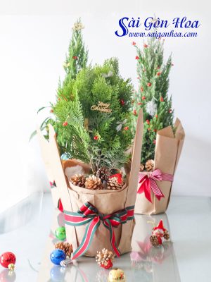 Cây Trắc Bách Diệp Trang Trí Noel