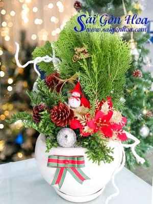 Chậu Tiểu Cảnh Trắc Bách Diệp Noel