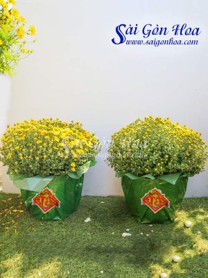 Hoa Cúc Mâm Xôi Giấy Xanh