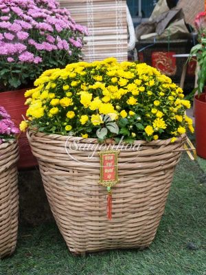 Cúc Mâm Xôi Giỏ Tre Trang Trí Tết