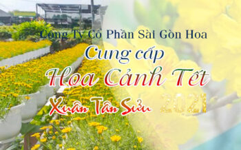 Cung Cap Hoa Tet 2021