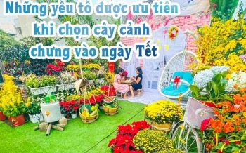 Nhung Yeu To Uu Tien Khi Chon Cay Chung Tet