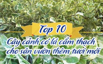 Top 10 Cay Co La Cam Thach