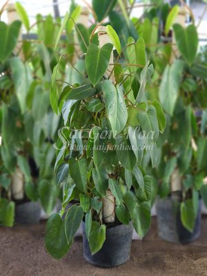 Cây Trầu Bà Tỷ Phú Leo