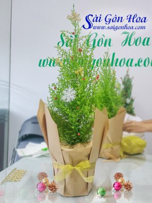 Cây Tùng Thơm Quà Tặng Noel