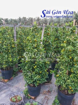 Cây Quất - Cây Tắc