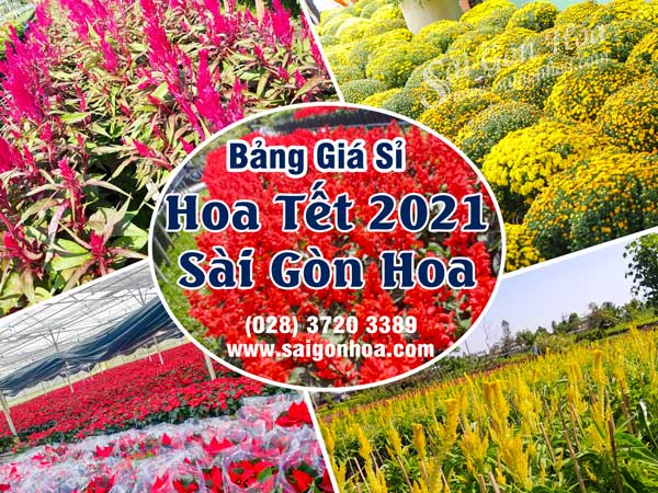Bảng giá sỉ hoa tết năm 2021 • Sài Gòn Hoa 2023