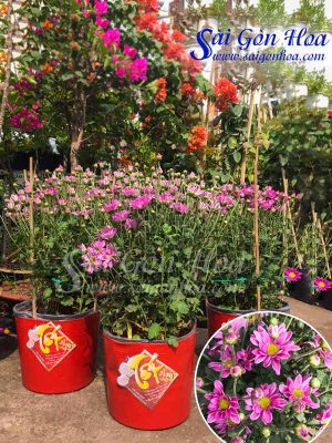 Cây Hoa Cúc Tím