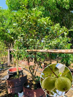 Cây Ổi Trồng Sân Vườn