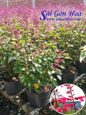 Cây Hoa Xác Pháo Tím