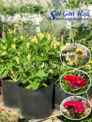 Hoa Mào Gà - Mào Gà Búa