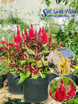 Hoa Mào Gà Phụng Vỹ