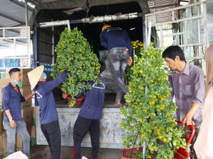 Bảng giá hoa cảnh tết Giáp Thìn 2024