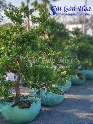 Cây Tùng La Hán Bonsai