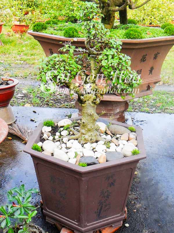 Cây sung bonsai 