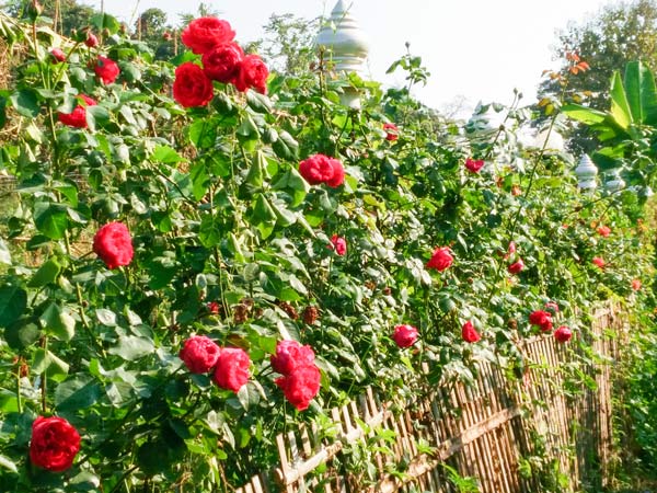 Hoa Hồng Leo Đỏ Red Apple Rose