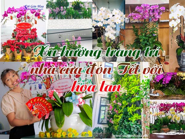 Hoa lan Tết 2024 đã có mặt tại cửa hàng hoa tươi. Với nhiều màu sắc và kiểu dáng khác nhau, hoa lan sẽ làm cho không gian gia đình bạn trở nên ấm áp và thoải mái. Bên cạnh đó, những bó hoa lan cũng là món quà ý nghĩa trong dịp Tết sắp đến.