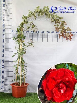 Cây Hoa Hồng Leo Cổ Hải Phòng