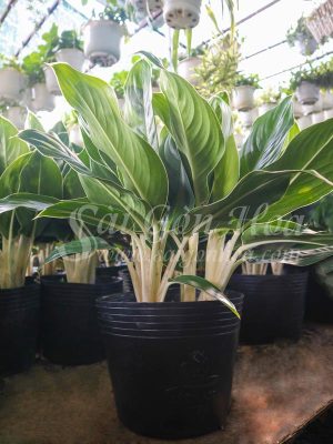 Cây Bạch Mã Xanh