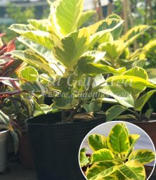 Cây đa hoàng kim sân vườn