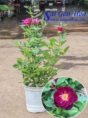 Hoa Hồng Quế Tím - Hồng Mỹ Tím Cánh Đơn