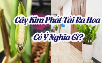 Cay Kim Phat Tai Ra Hoa Co Y Nghia Gi