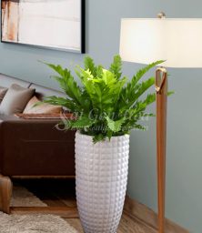 Chậu Cây Ráng Tổ Yến Nội Thất