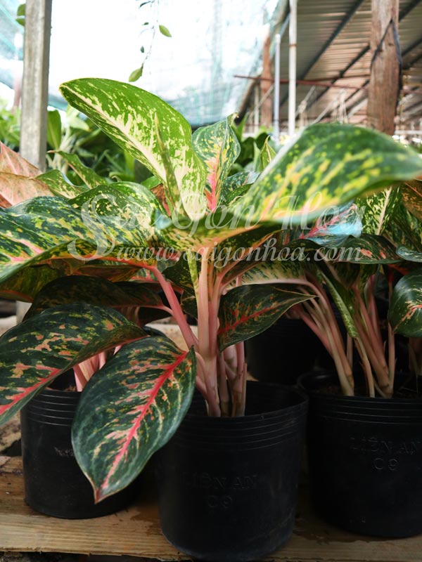 Cây Vạn Xuân Xanh