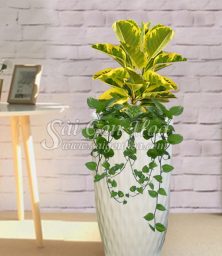 Cây Đa Hoàng Kim Nội Thất