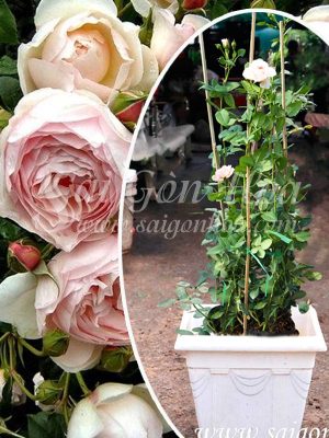 Cây Hoa Hồng Leo Heritage