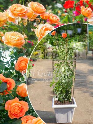 Cây Hoa Hồng Leo Cam Lady Of Sahlott