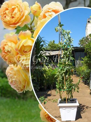Cây Hoa Hồng Leo Golden Celebration