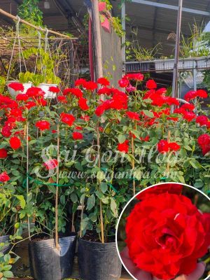 Cây Hoa Hồng Lửa