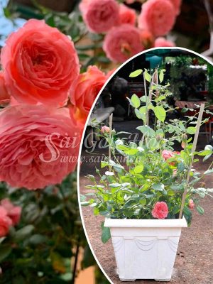 Cây Hoa Hồng Summer Fireworks