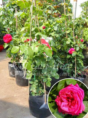 Hoa Hồng Leo Đỏ Red Apple Rose