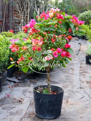 Cây Hoa Giấy Ấn Độ