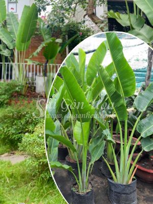 Cây Chuối Rẻ Quạt Sân Vườn