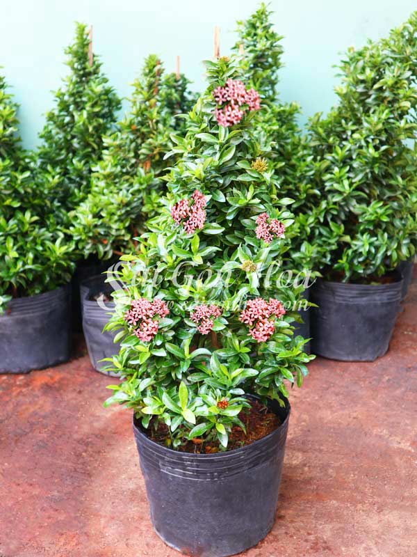 Cây Trang Thái Tán Thông