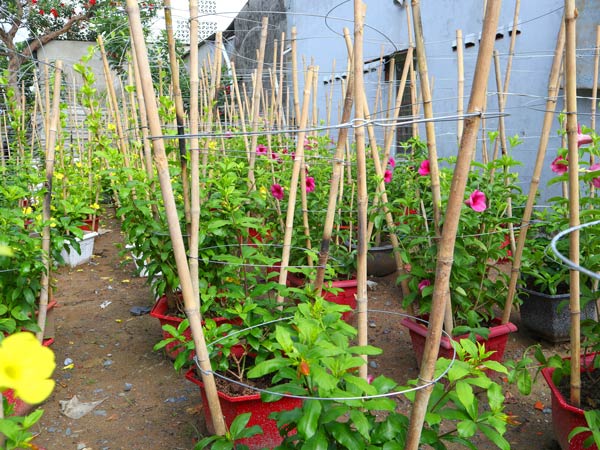 Cách trồng và chăm sóc cây huỳnh anh hoa tím leo  sài gòn hoa 2022