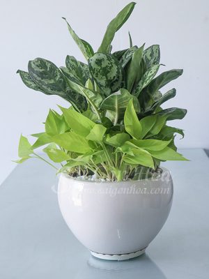 Cây Thanh Hậu Để Bàn