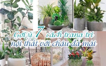Goi Y 7 Cach Trang Tri Chau Da Mai